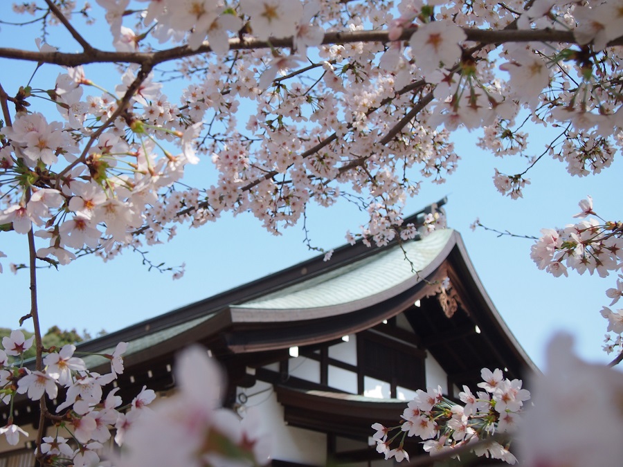 「第3回 松戸の寺社春色フォトコンテスト」結果発表